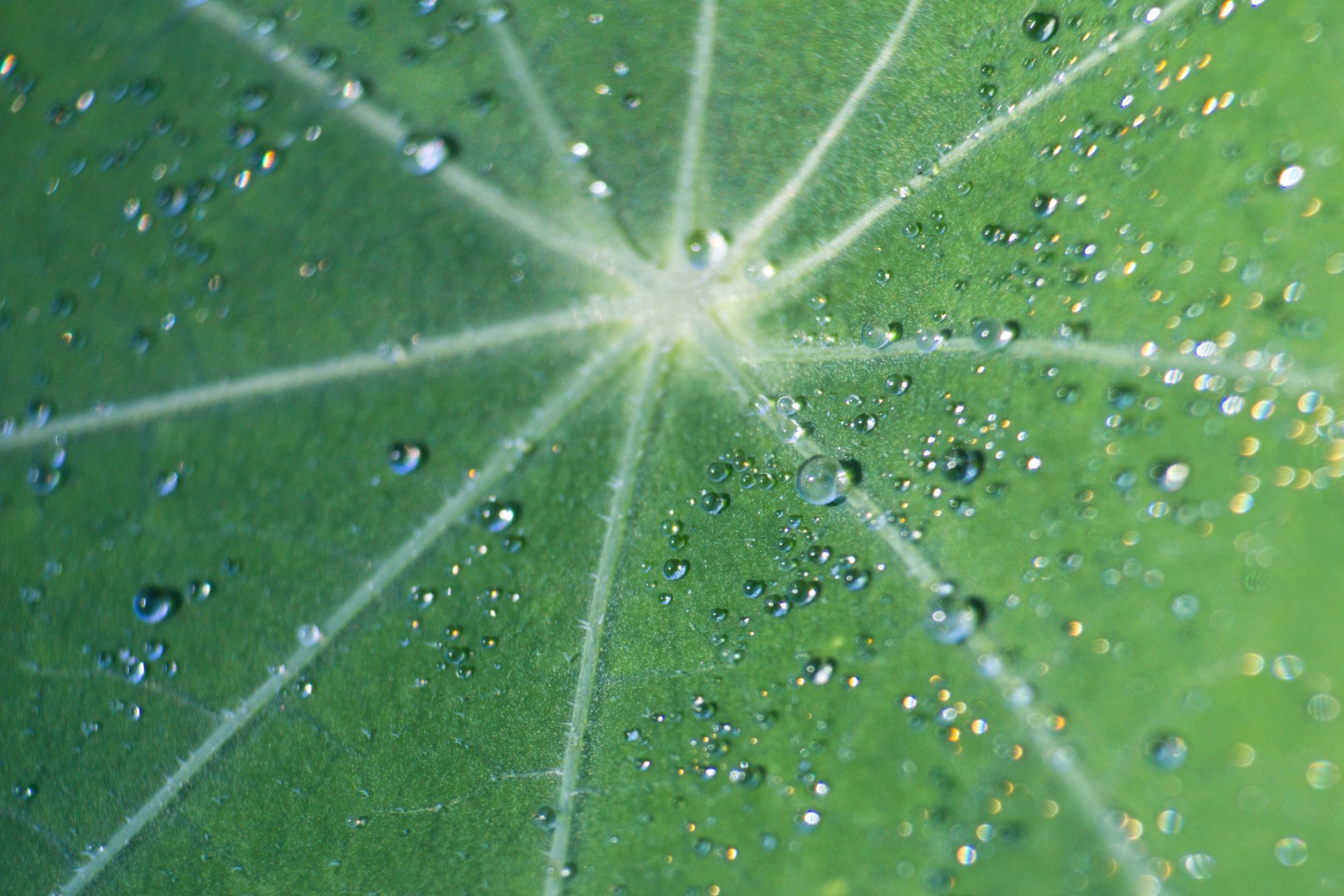 An up close image of small waterdrops on a big leaf